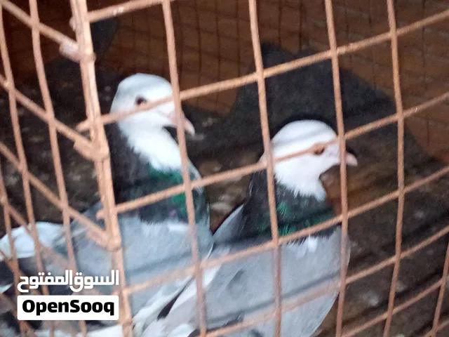حمام هزاز للبيع