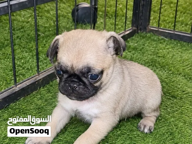 انثى بق (Pug) للبيع