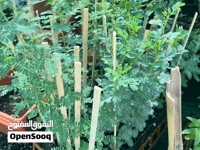 طلح وفرفارة للبيع