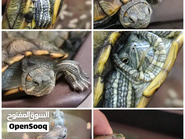 سلاحف مائية تايلاندا