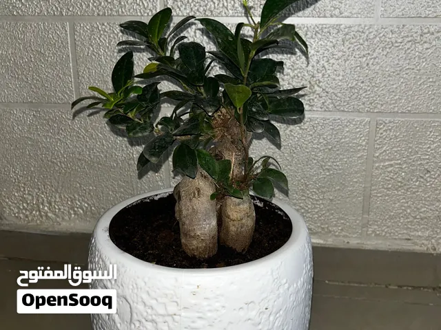 نبتة بونساي فيكس