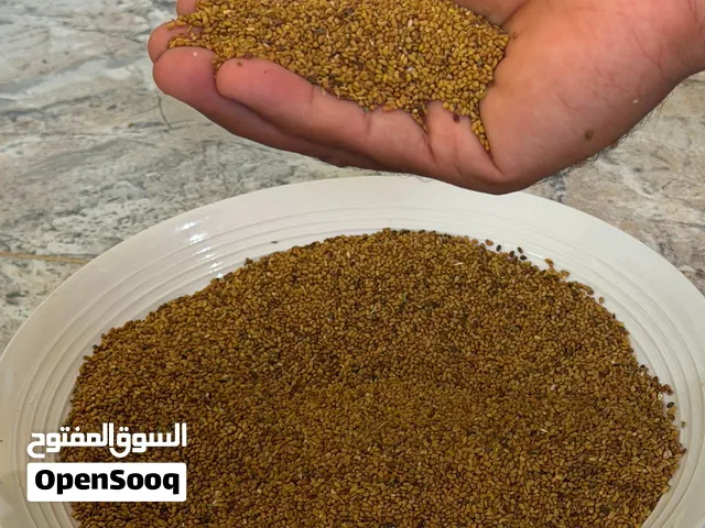 بذر قت طعام عماني للبيع