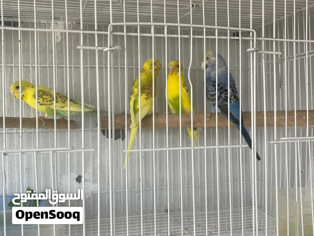 للبيع عصافير بادجي لوان مميزه