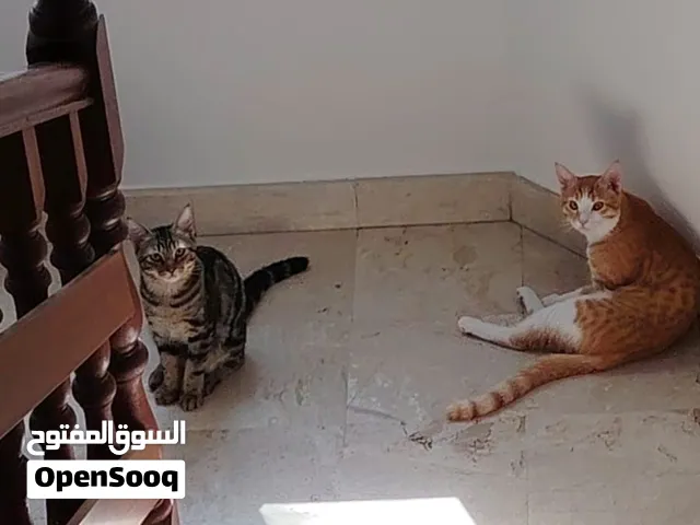 قطط للتبني يفضل تبينهم مع بعض شوفو الوصف