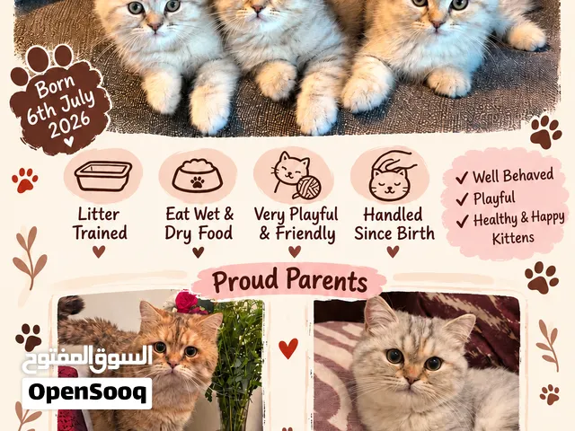 Gorgeous Scottish Straight Kittens