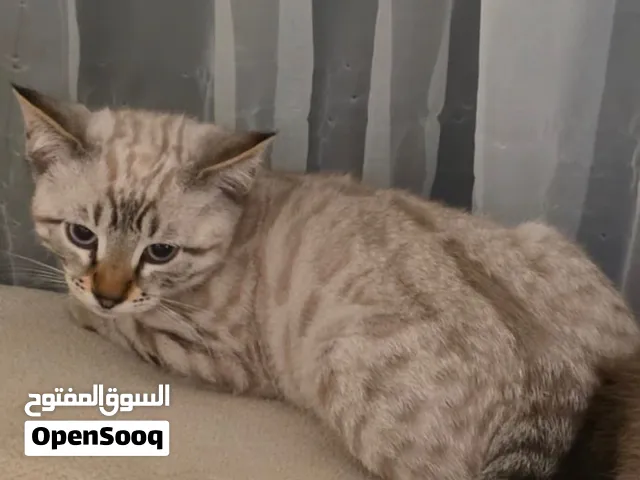 قط نوع سنو بنغالي عمره شهرين