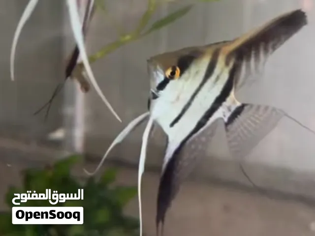 السلام عليكم مطلوب سمك انجل نثيه وفحل أي لون