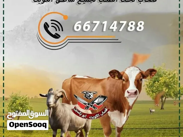 قصاب تحت الطلب ذبح وتوصيل ال منزال