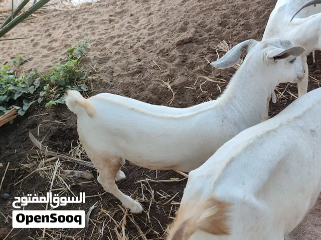 تيوس صلالي سمان