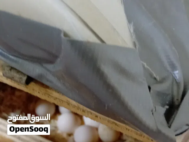 جوز كوكتيل أليف مع كامل الاكسوارات ومع البيض