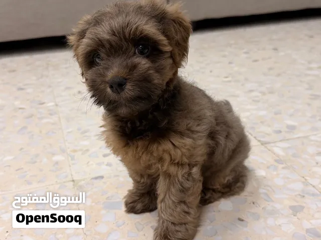 Toy poodle , 2 months old