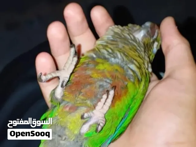 ب 75 اليف....