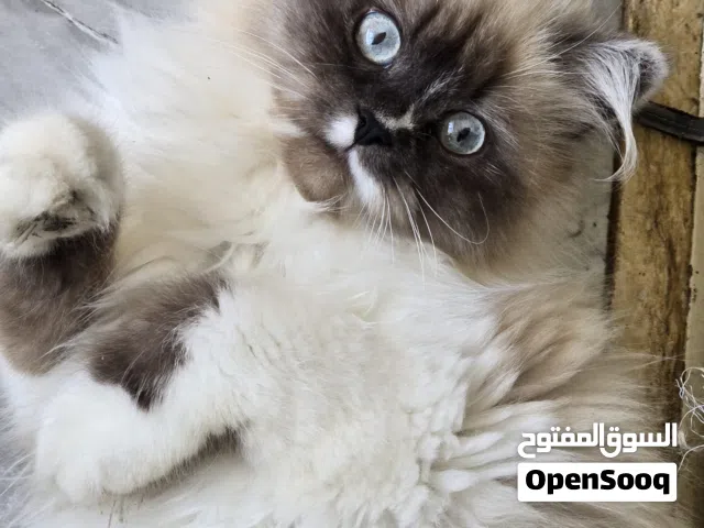 قطط للبيع في نابلس
