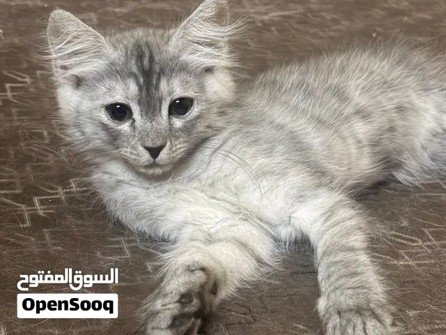 3 قطط شيرازي هجين عمر شهر