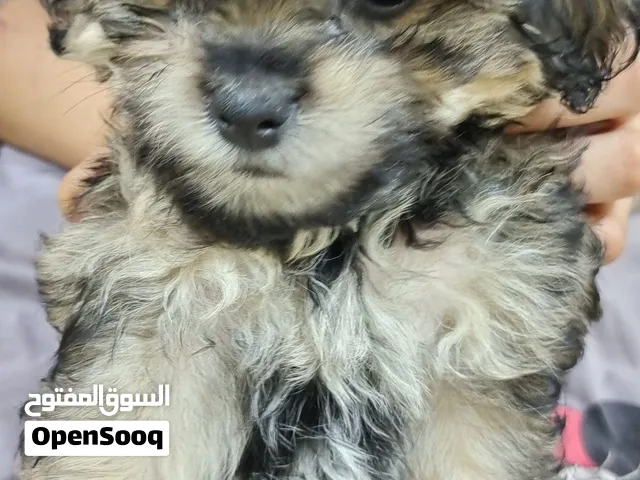 جرو ذكر مالتيبو ميلر