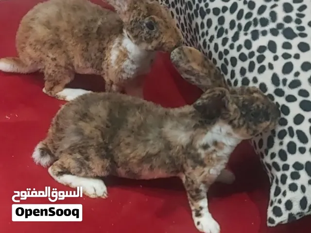 السلام عليكم  متوفر كوبيه ركس عمر 3شهور  من أمهات استيراد