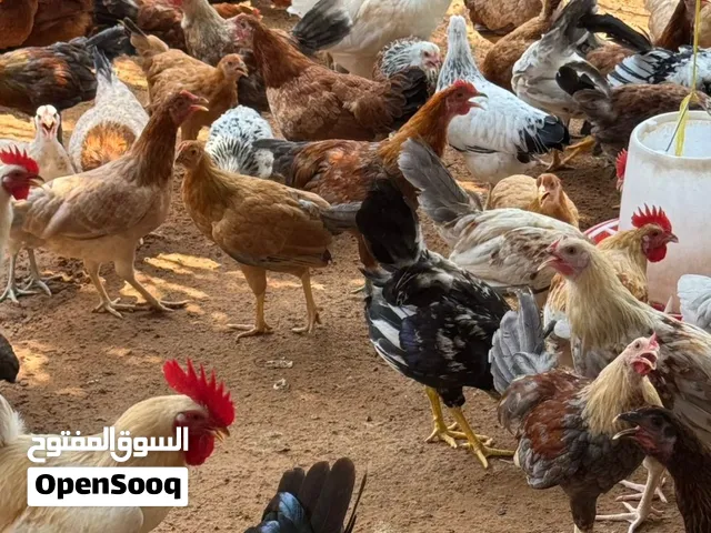 دجاج محلي للبيع السعر 20 درهم للحبه Local Chickens for Sale 20 dirhams for peace