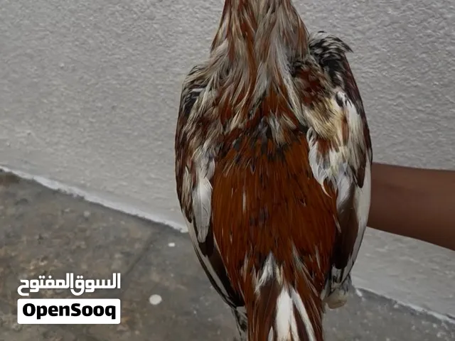 ميوالي بوليا مستوى تبارك الله مطلوب 350موجود فالشارقه للتواصل الرقم تحت