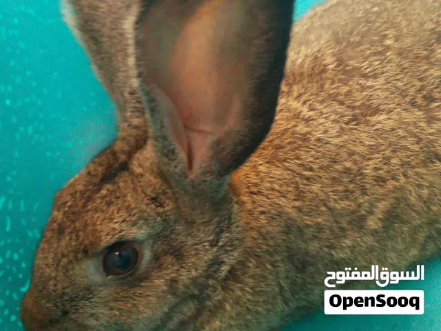 أرنب للبيع بصحة ممتازة