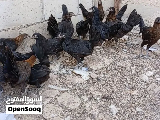 افراخ بلدي العمر أربع تشهر 35 وثلاثين حبه