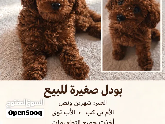أنثى بودل بني غامق للبيع