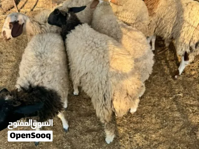 5فطايم للبيع اعطي سومك؟؟