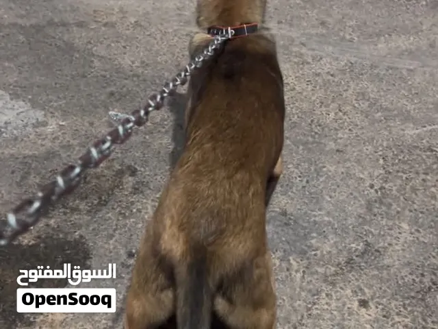 ذكر ملينوا ربي يبارك بكتيبه مطعم عمره4شهور
