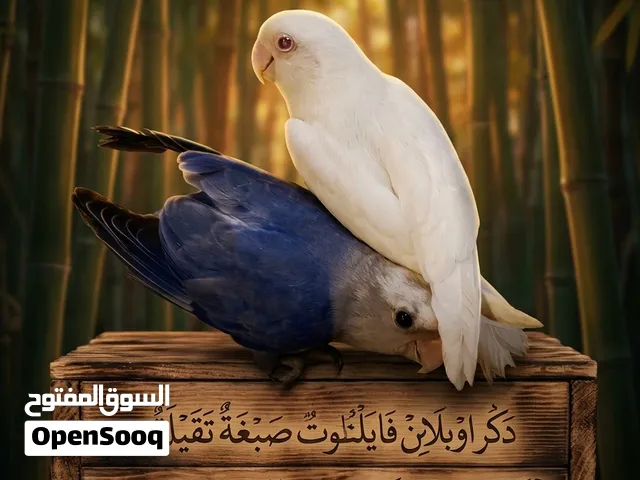 قص روز للبيع