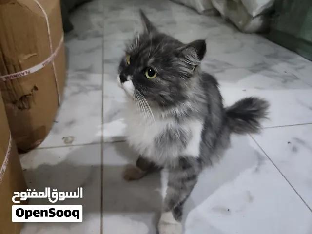 قطة شيرزي عمر سنة