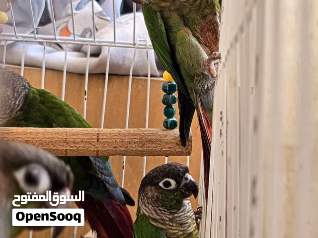 جوزين كنيور نورمال بل تحليل