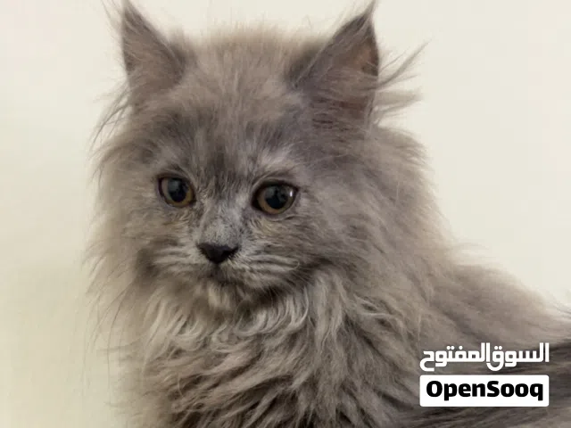 قط فارسي شيرازي لاعوب جدا يحب يجلس ف الحضن ياكل كلشي العمر شهرين تفاصيل تحت