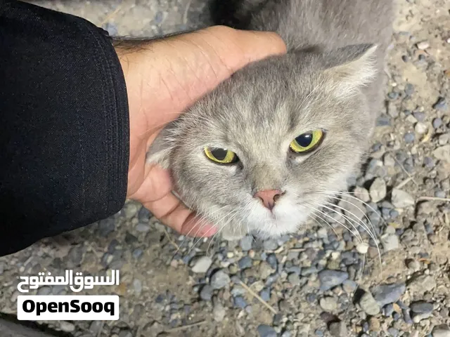 سنورة من بهلاء