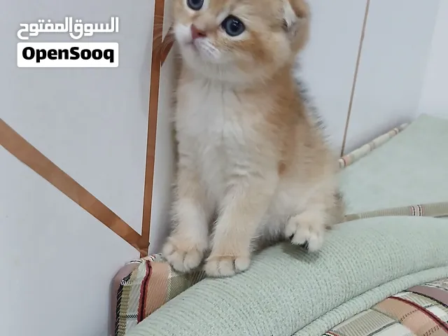 سكوتش فولد شهر ونص للبيع