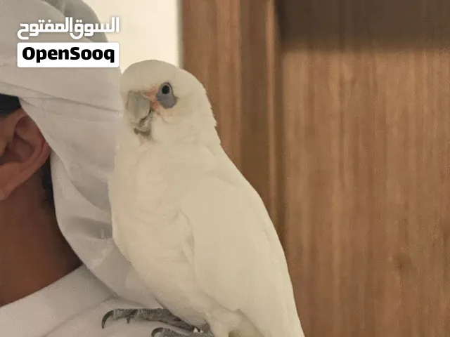 Little corella cockatoo   النادر كوريلا كوكاتو