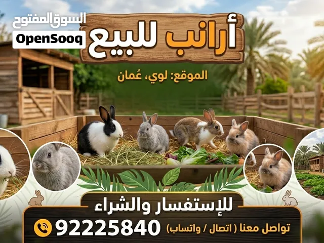 ارانب هولندية