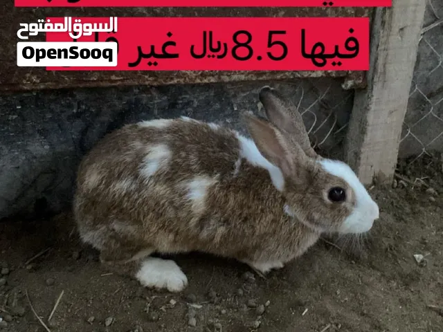 أرانب للبيع بصحه جيدة جاهزة للإنتاج اقرأ الوصف