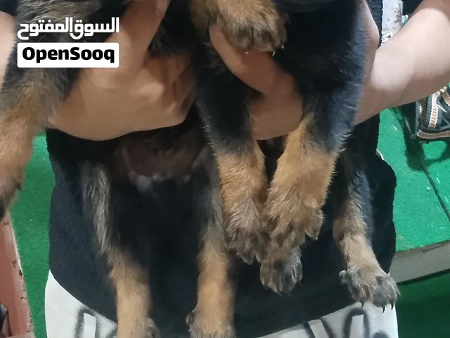 جيرمن الماني بيور