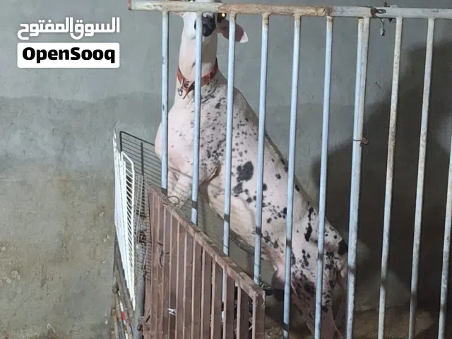 كبش مكفول هده