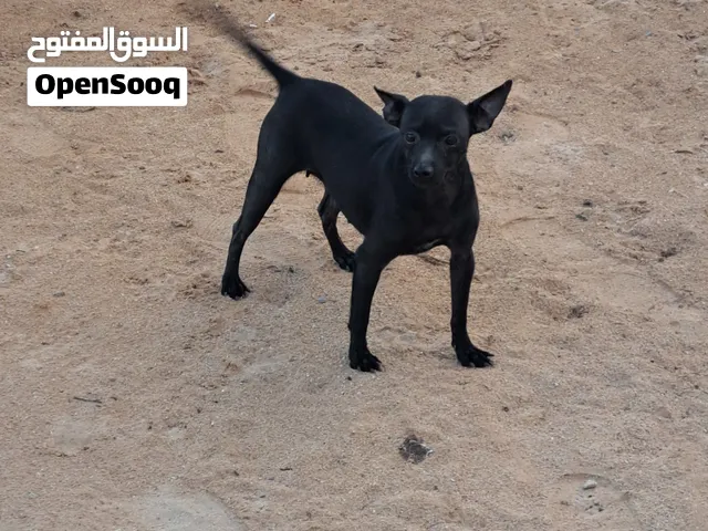 انتي شيواوا