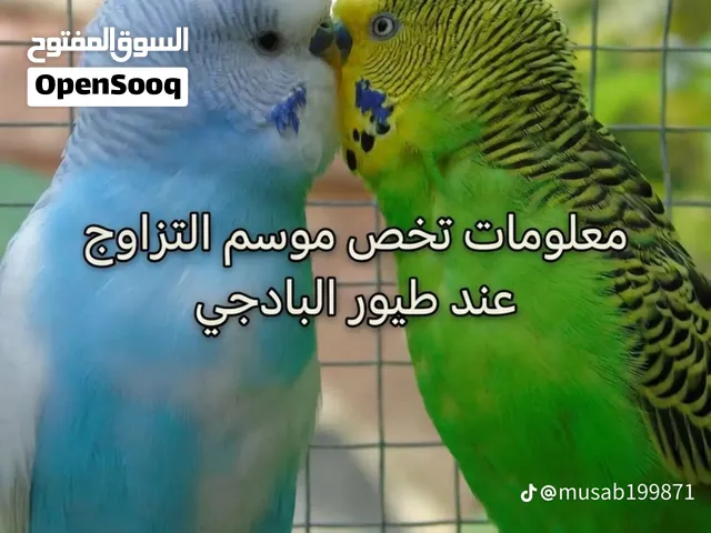 مطلوب بادجي إنجليزي