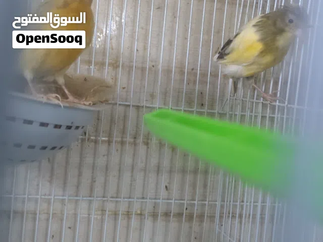طيور كناري سوري للبيع