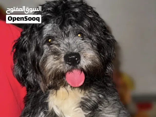 كلبه للبيع لعدم التفرغ