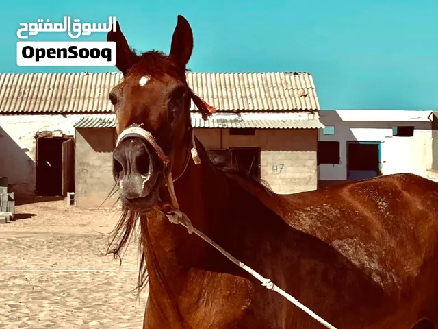 خيل للبيع انثى