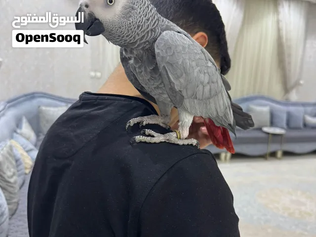 كاسكووو هولندي