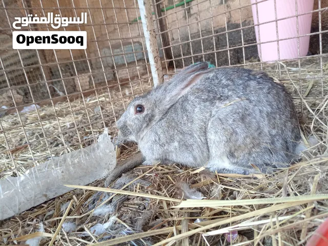 للبيع ارانب كبار منتجات