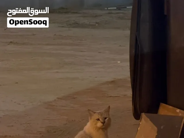 قطط ضائعة للتبني