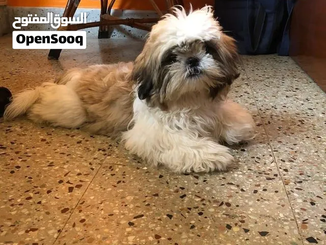 Shih Tzu Dog- Call - 951₹79OO