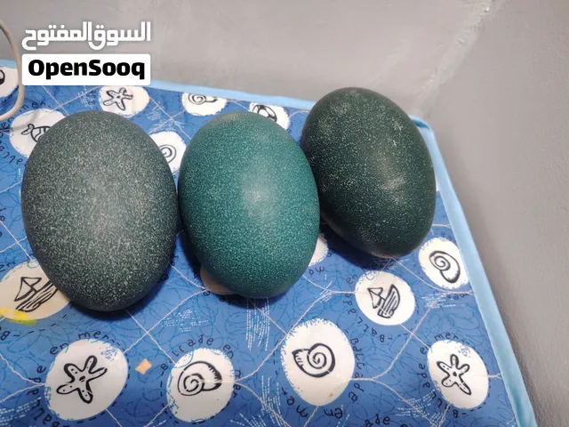 بيض نعام الايمو الاسترالي
