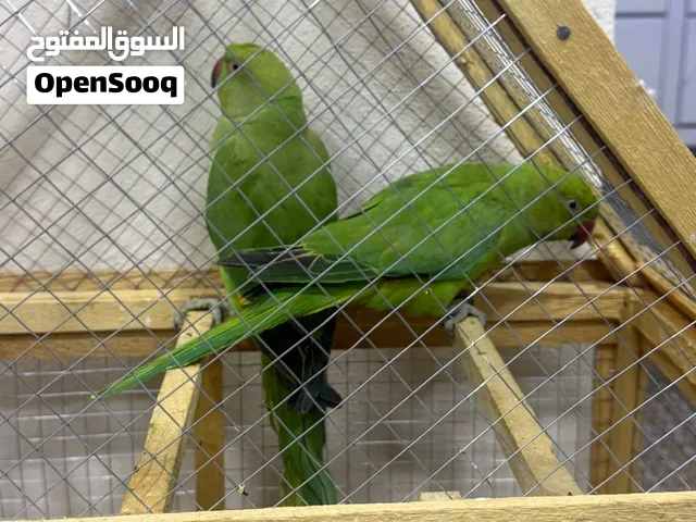 حبتين ذرة للبيع