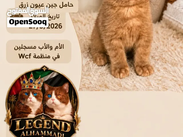 برتش سينمون و بيكلر شوكلت العمر 27/5/2026 شعر قصير